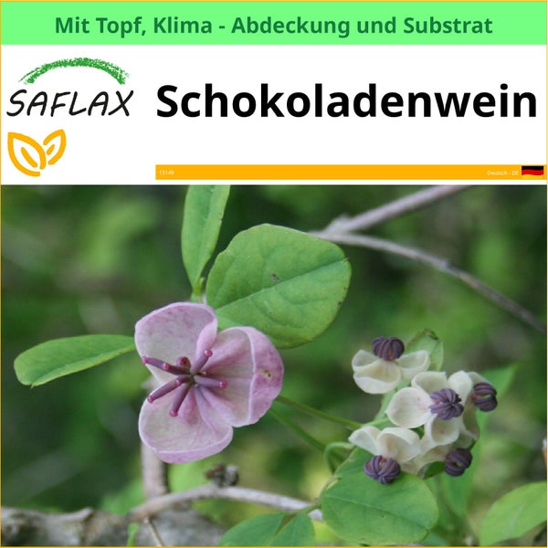 SAFLAX Garden to go - Schokoladenwein - Akebia quinata - 10 Samen - Mit Topf, Klima - Deckel und Anzuchtsubstrat