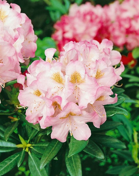 Rhododendron Hybr. 'Brigitte', Rhododendron, rosa Blüten, 40–50 cm