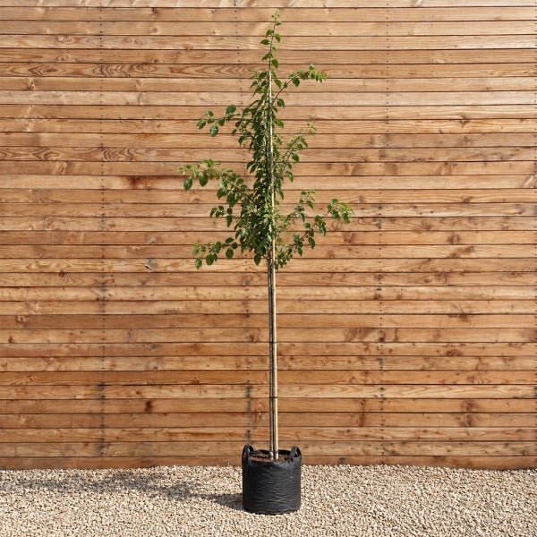 Junger Baum als Hochstamm in einem schwarzen Pflanzgefäß mit Stützstab vor einer Holzwand.