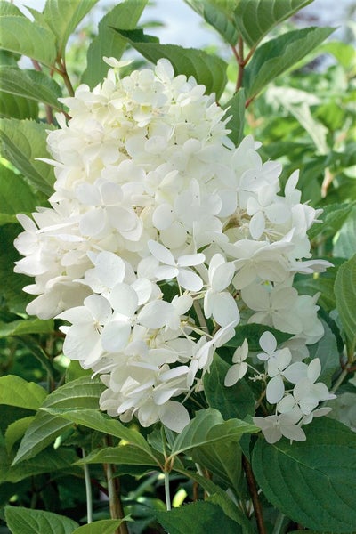 Hydrangea paniculata 'Phantom', Rispenhortensie, cremeweiß, 40–60 cm