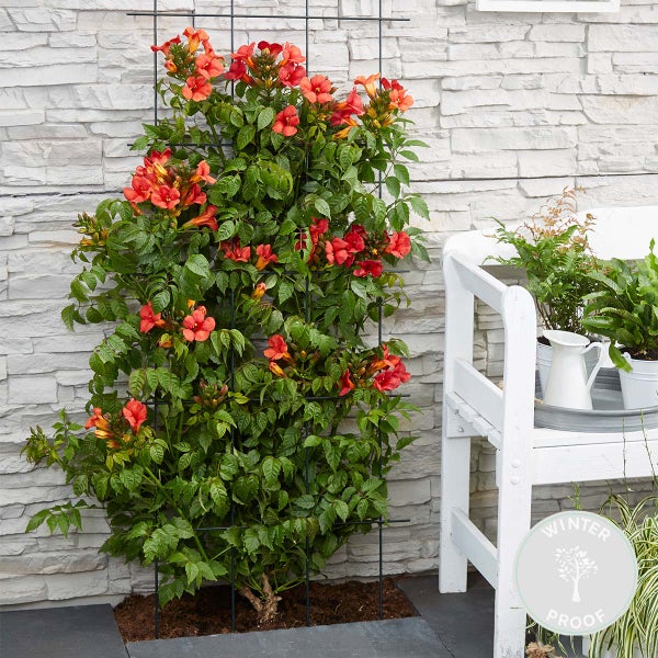 Bloomique - Campsis Radicans Flamengo - Trompetenblume - Rot - Kletterpflanzen - Gartenpflanzen - Winterhart - 50-70 cm Hoch - Topf 15 cm