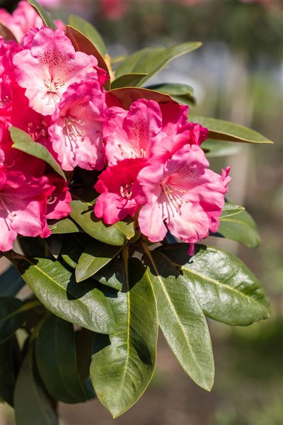 Rhododendron yakushimanum 'Morgenrot', rosa Blüten, 30–40 cm
