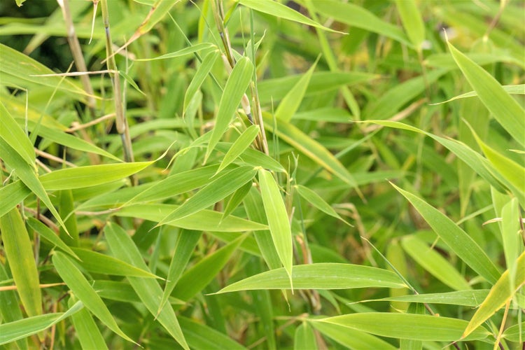 Fargesia murieliae 'Bimbo', Bambus, 60–80 cm, kompakt