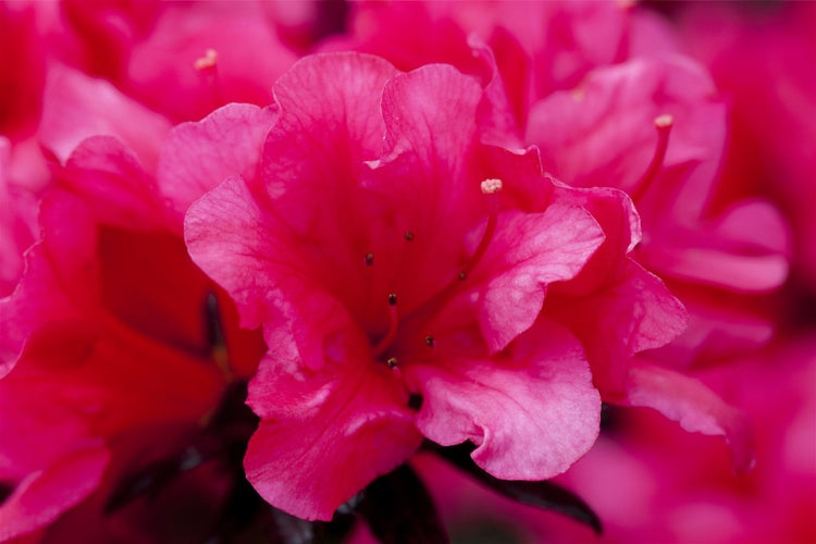 Rhododendron obtusum 'Maruschka', rot, 20–25 cm