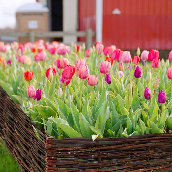 Tulpenbeet mit geflochtenem Beetrahmen im Garten