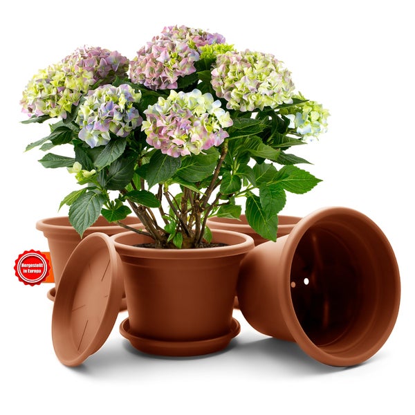 Blühende Hortensie in einem runden Kunststoff Blumentopf mit Untersetzer, hergestellt in Europa.