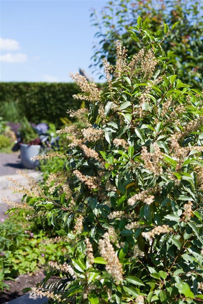 Prunus lusitanica, Portugiesischer Lorbeer, immergrün, 80–100 cm