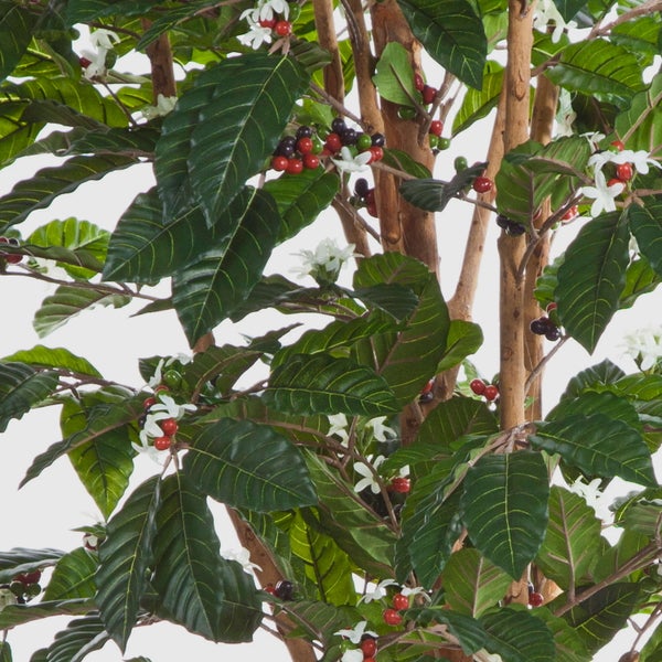 Künstliche Kaffeepflanze mit grünen Blättern, weißen Blüten und Beeren an braunen Zweigen in der Detailansicht.