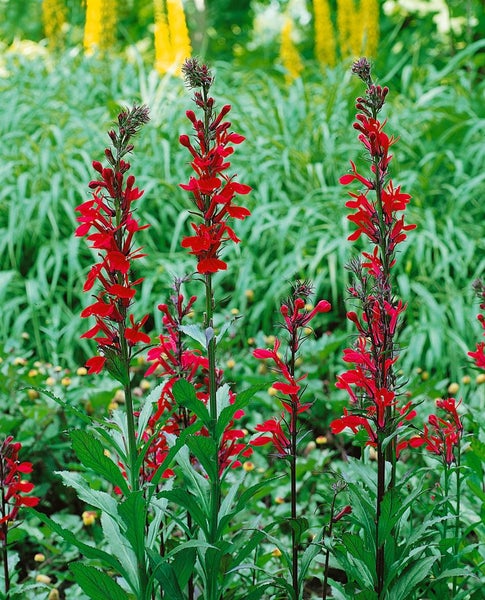 Lobelia x speciosa 'Fan-Scharlach', scharlachrot, ca. 9x9 cm Topf