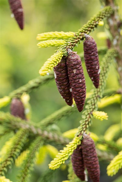 Picea orientalis 'Aurea', Orientalische Fichte, goldgelb, 70–80 cm