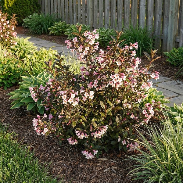 Weigelie mit dunklen Blättern und hellrosa Blüten in einem Gartenbeet mit Mulch, Steinweg und Holzzaun im Hintergrund.