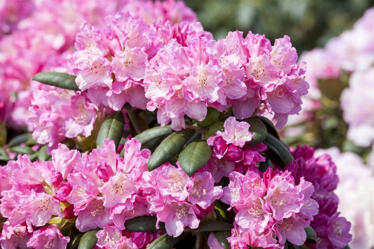 Rhododendron yakushimanum 'Kalinka', rosa Blüten, 30–40 cm