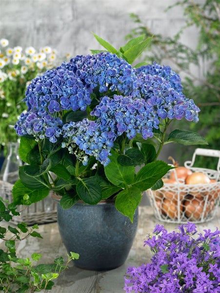 Hydrangea macrophylla 'Hovaria® Hopcorn', Hortensie, 30–40 cm