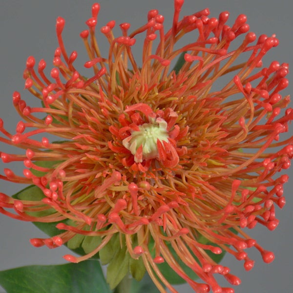 Künstliche Leucospermum Nadelkissen-Protea in Orange-Rot.