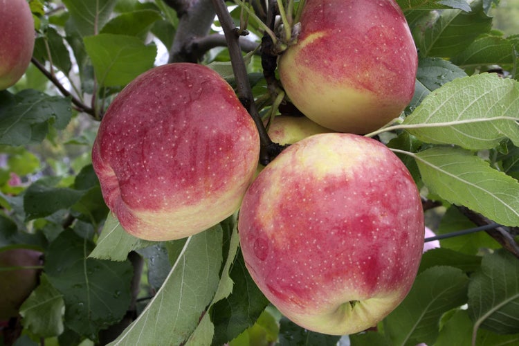 Malus domestica 'Florina', Apfelbaum, 150–200 cm