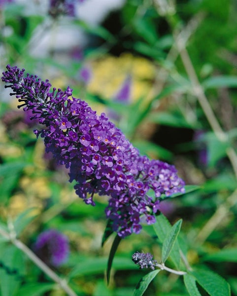 Buddleja davidii 'Ellen's Blue', Schmetterlingsflieder, blau, 40–60 cm