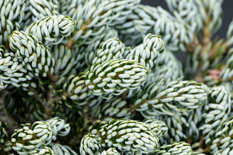Abies koreana 'Kohouts Icebreaker' ®, Tanne, 40–50 cm