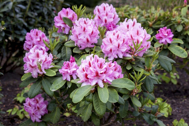 Nahaufnahme eines Rhododendronstrauchs mit rosa Blüten