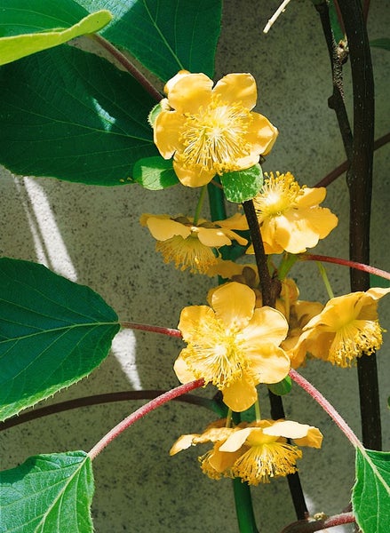 Actinidia chinensis 'Solo', Kiwi, 150–200 cm