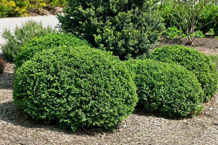 Mehrere kugelförmige Buchsbäume im Garten