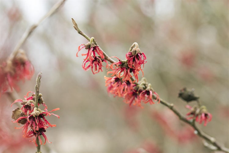 Hamamelis intermedia 'Diane', Zaubernuss, rot, 40–60 cm