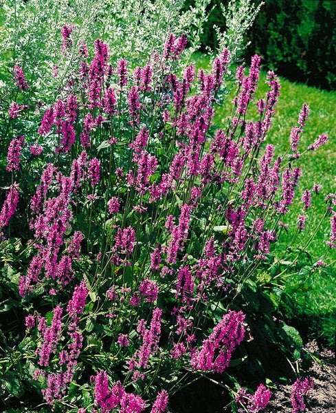 Stachys officinalis, Betonie, ca. 9x9 cm Topf, grünlaubig