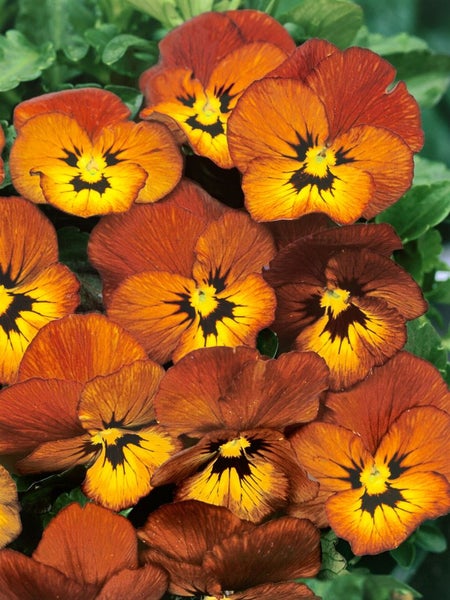 Viola cornuta 'Irish Molly', Hornveilchen, grünlich-gelb, ca. 9x9 cm Topf