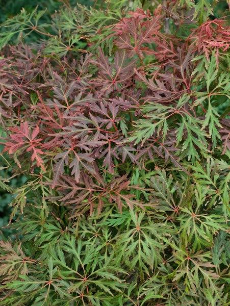 Acer palmatum 'Orangeola', Japanischer Ahorn, orange-rot, 40–60 cm