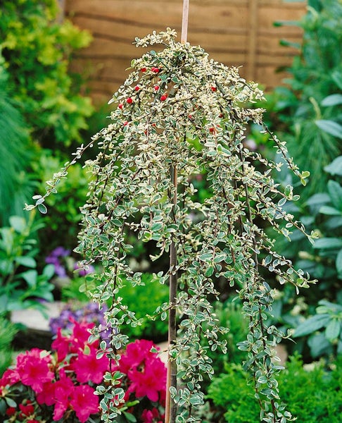 Cotoneaster dammeri 'Juliette', Teppichmispel, immergrün, 80 cm Stammhöhe