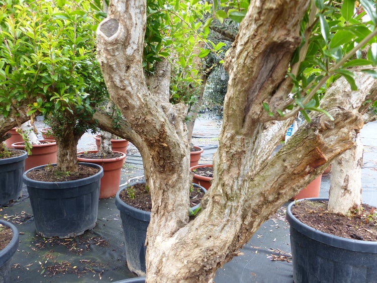 Mehrere Granatapfelbaeume in grossen Kunststofftöpfen mit markanten, knorrigen Staemmen und gruenem Laub.