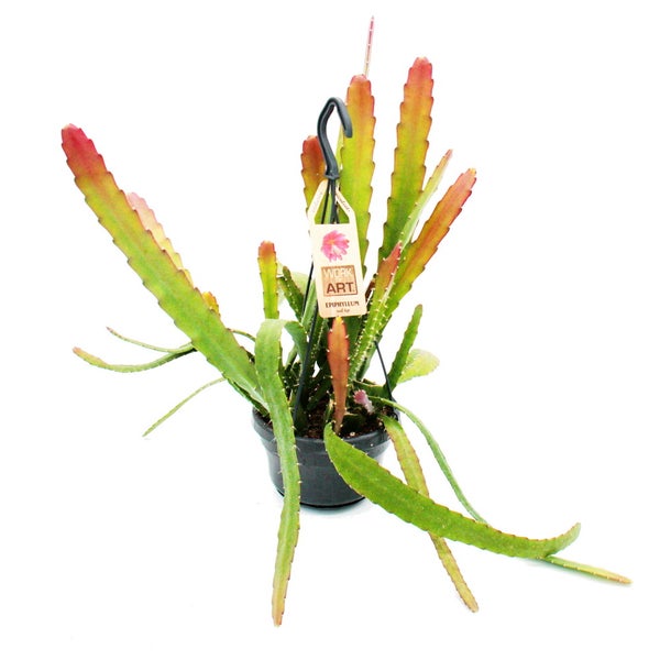 Blattkaktus Epiphyllum Red Tip im Ampeltopf mit schwarzem Aufhänger.