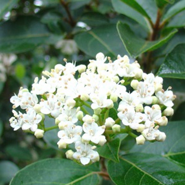 Nahaufnahme von Viburnum tinus Blütenstand