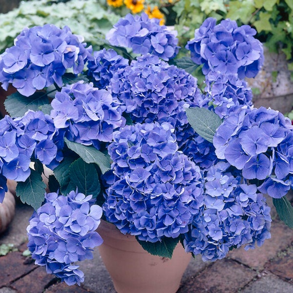 Bloomique - 3er-Mix - Hydrangea Macrophylla - Rosa, Blau, Weiß - Hortensie - Bauernhortensie - Gartenpflanzen - Winterhart - 20-30 cm Hoch - Topf 10,5 cm