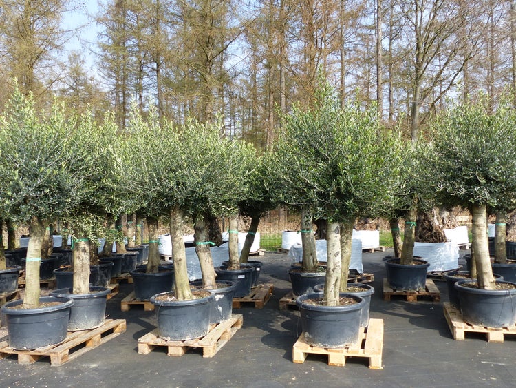 2x Olivenbaum Olive 60 Jahre 200 - 240 cm, beste Qualität, Stammumfang 40 - 50 cm, winterhart, Olea Europaea