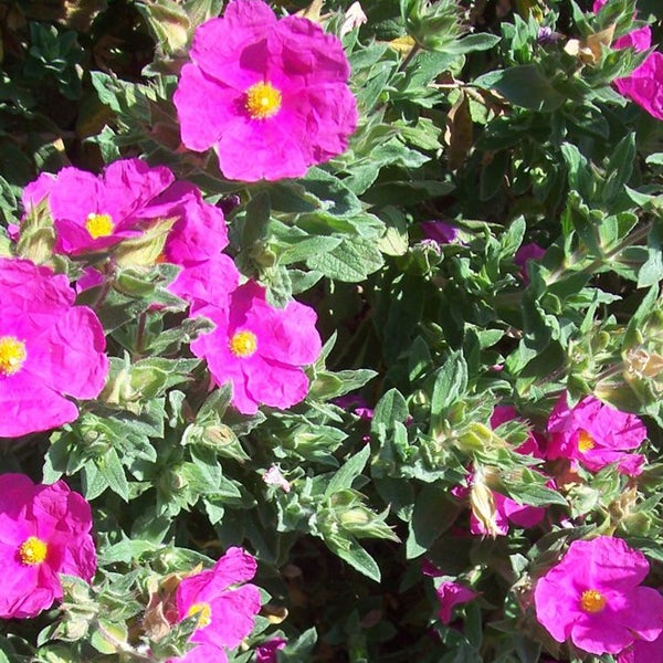 Sonnenröschen Pflanze mit Blüte