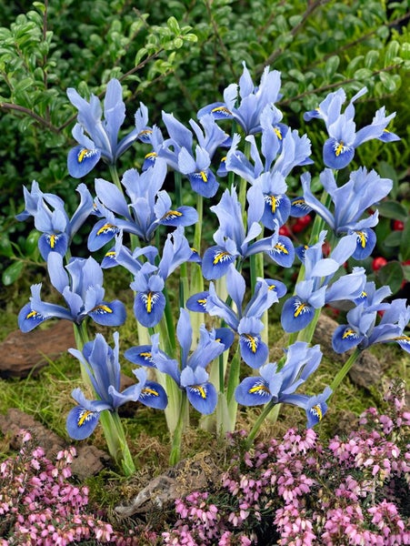 Gruppe von Zwerg-Iris Pflanzen im Gartenbeet