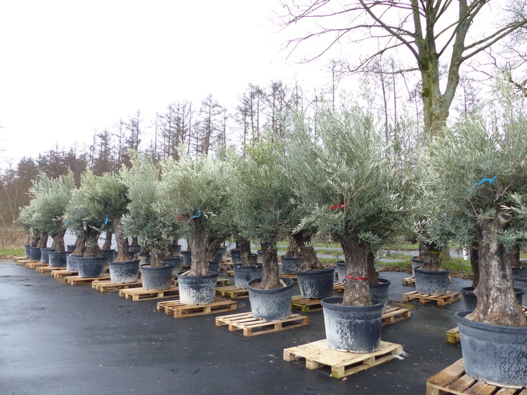Olivenbaum 100 Jahre, 200 - 250 cm, Stamm 80-100 cm, knorrig urig Olive, winterhart