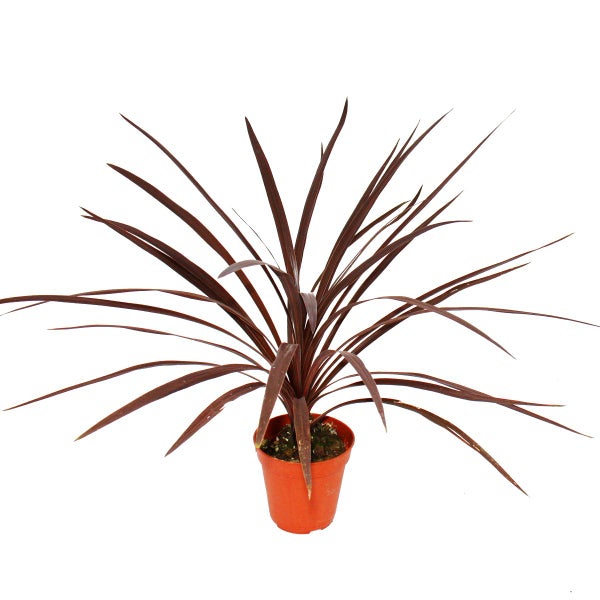 Rote Keulenlilie - Cordyline australis Red Star - 12cm Topf - ca. 50cm hoch