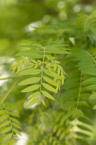 Gleditsia triacanthos 'Sunburst', Gold-Gleditschie, 125–150 cm