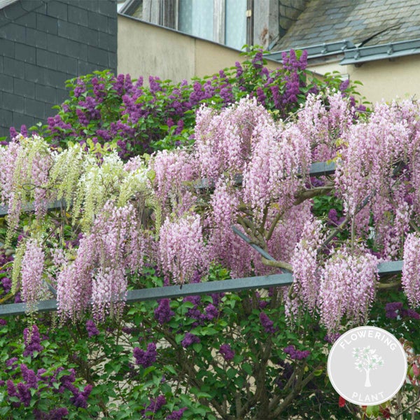 Wisteria floribunda Rosea – Glyzinie – Schlingpflanze – Pflegeleicht – ⌀15 cm – ↕60-70 cm