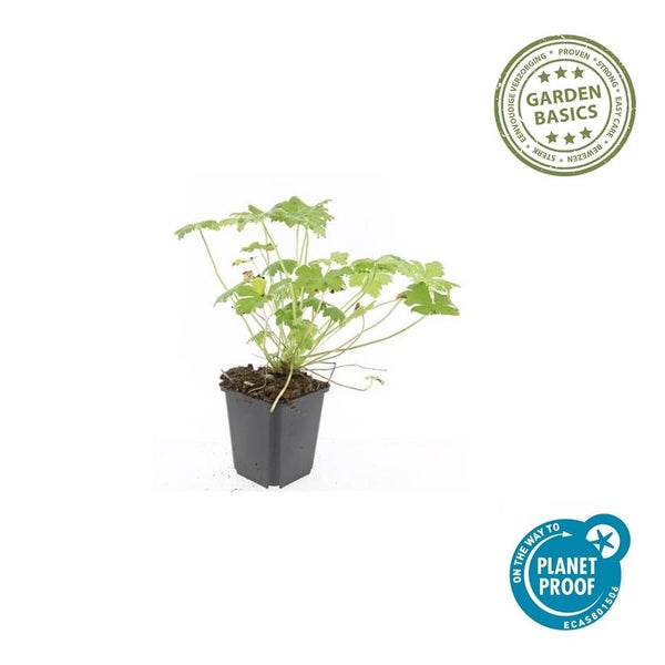 Junge grüne Pflanze im schwarzen Kunststofftopf mit Garden Basics Logo und Planet Proof Zertifizierung.