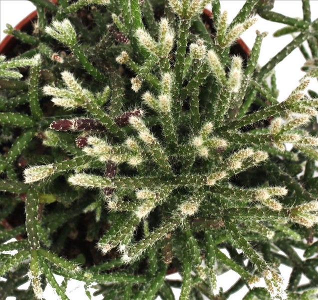 Rhipsalis pilocarpa - Korallenkaktus - im 12cm Topf