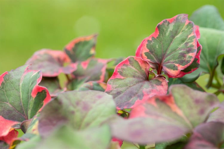 Houttuynia cordata 'Chameleon', buntes Laub, ca. 9x9 cm Topf
