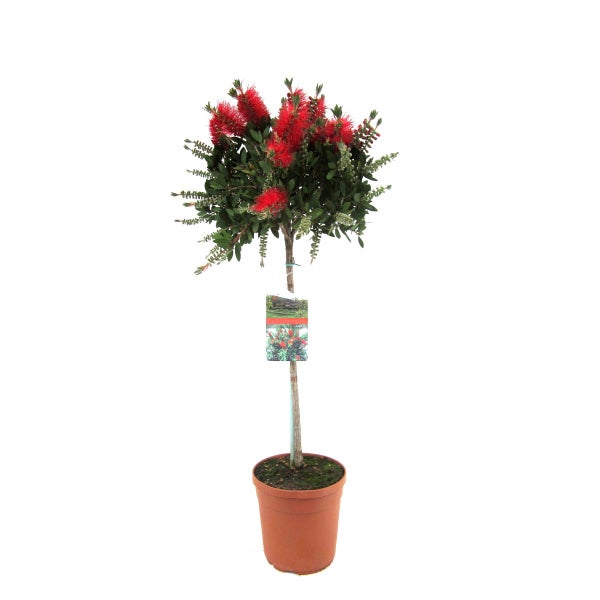 Blütenstrauch mit roten Blütenständen und grünen Blättern