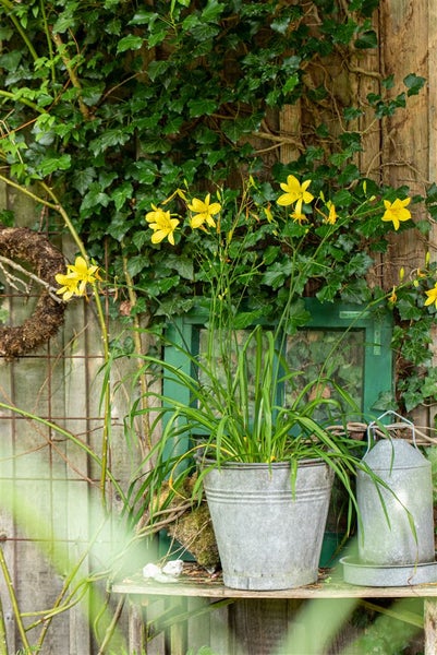 Hemerocallis citrina, Taglilie, zitronengelb, ca. 11x11 cm Topf