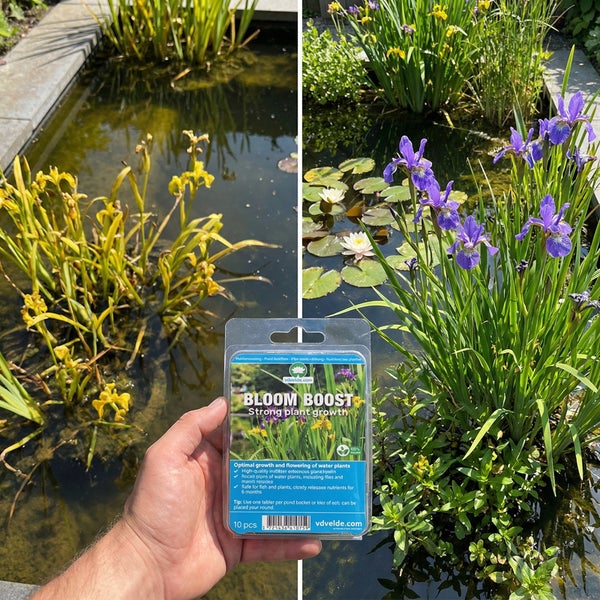 Hand hält 10 Stück Bloom Boost Teichpflanzendünger-Tabletten vor einem Gartenteich mit blühenden Seerosen und Schwertlilien.