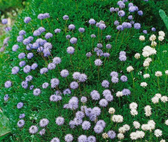 Globularia punctata, Kugelblume, ca. 9x9 cm Topf, kompakt