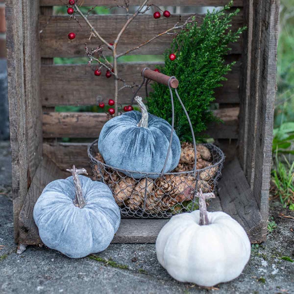 Dekorative Kürbisse in einer Holzkiste mit Tannenzweigen und roten Beeren