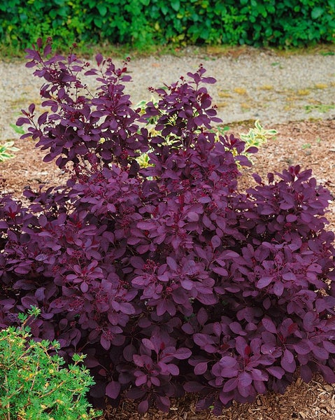 Cotinus coggygria, Perückenstrauch, 100–125 cm, auffälliges Laub
