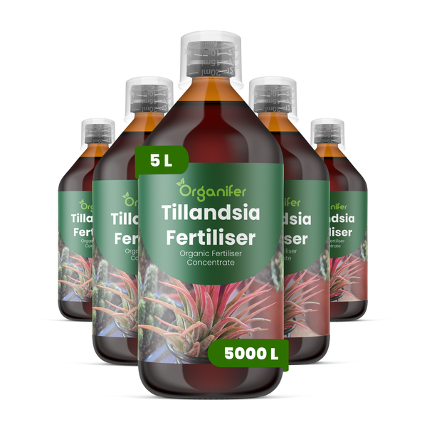 Fünf Flaschen Organifer Tillandsia Dünger, biologisches Flüssigdünger-Konzentrat, 5 Liter ergibt 5000 Liter Düngerlösung.